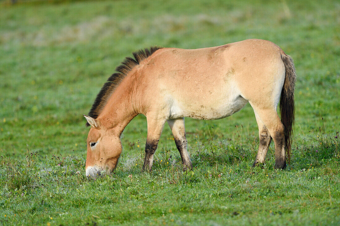 Przewalskipferd (Equus ferus przewalskii) auf Wiese im Herbst, Nationalpark Bayerischer Wald, Bayern, Deutschland