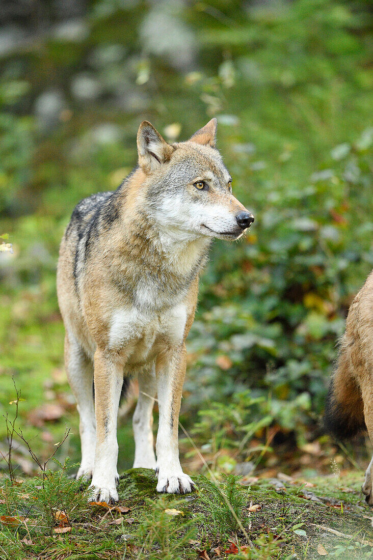 Eurasischer Wolf (Canis lupus lupus) im Wald im Herbst, Nationalpark Bayerischer Wald, Bayern, Deutschland