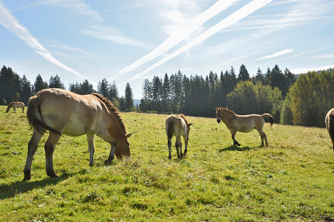 Gruppe von Przewalski-Pferden (Equus ferus przewalskii) auf Wiese im Herbst, Nationalpark Bayerischer Wald, Bayern, Deutschland