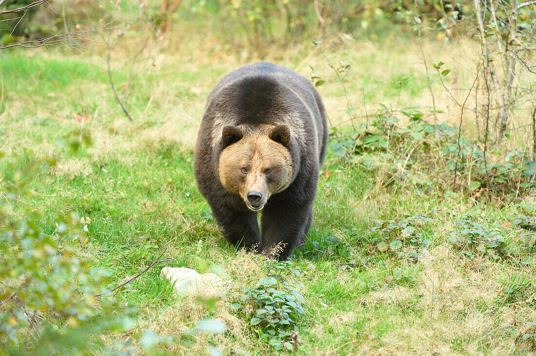 Eurasian Brown Bear (Ursus arctos arctos) in Forest in Autumn, Bavarian Forest National Park, Bavaria, Germany