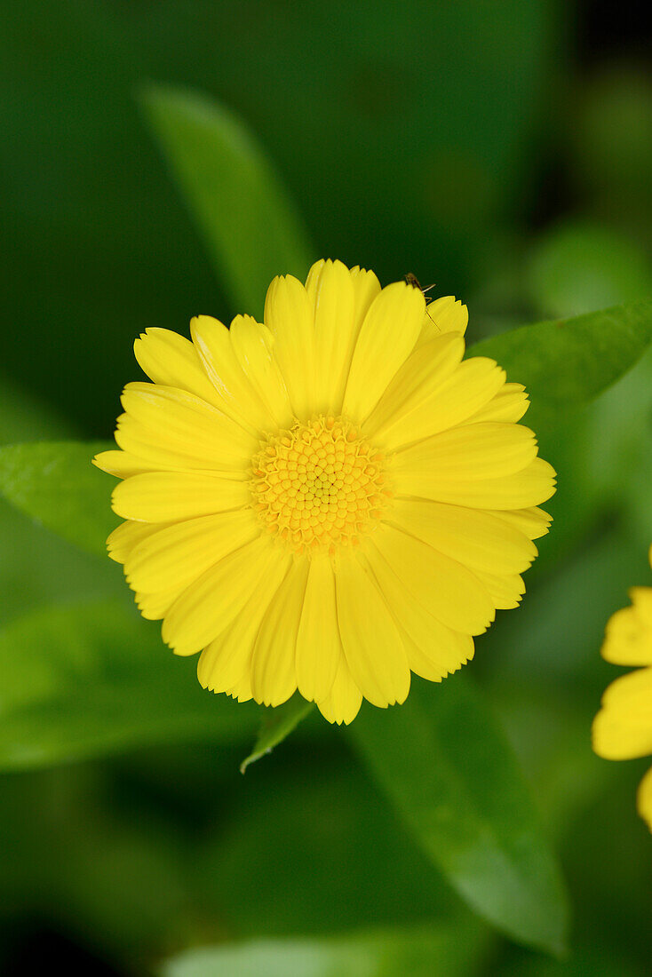 Close-up of pot marigold (Calendula officinalis) blossom in a garden in summer, Bavaria, Germany