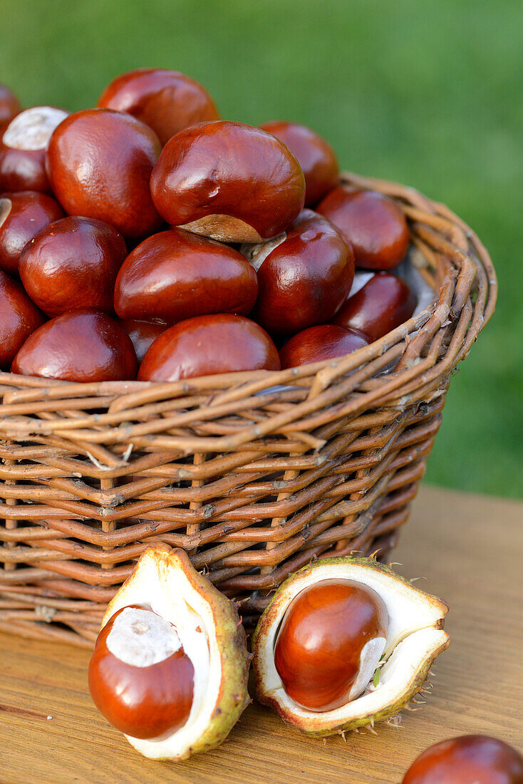 Close-up of horse-chestnuts (Aesculus hippocastanum) in a basket outdoors in summer, Bavaria, Germany