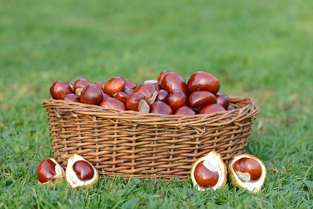 Horse-chestnuts (Aesculus hippocastanum) in a basket on grass in sumer, Bavaria, Germany