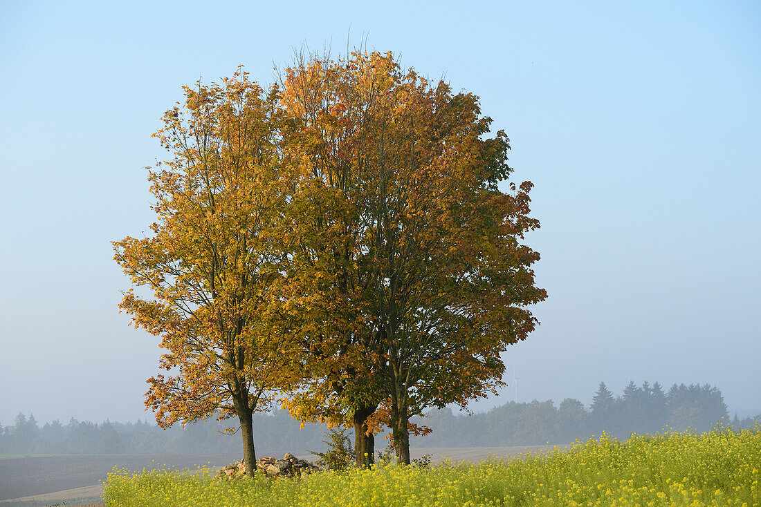 Blick auf Spitzahorn (Acer platanoides) Bäume im Herbst, Oberpfalz, Bayern, Deutschland