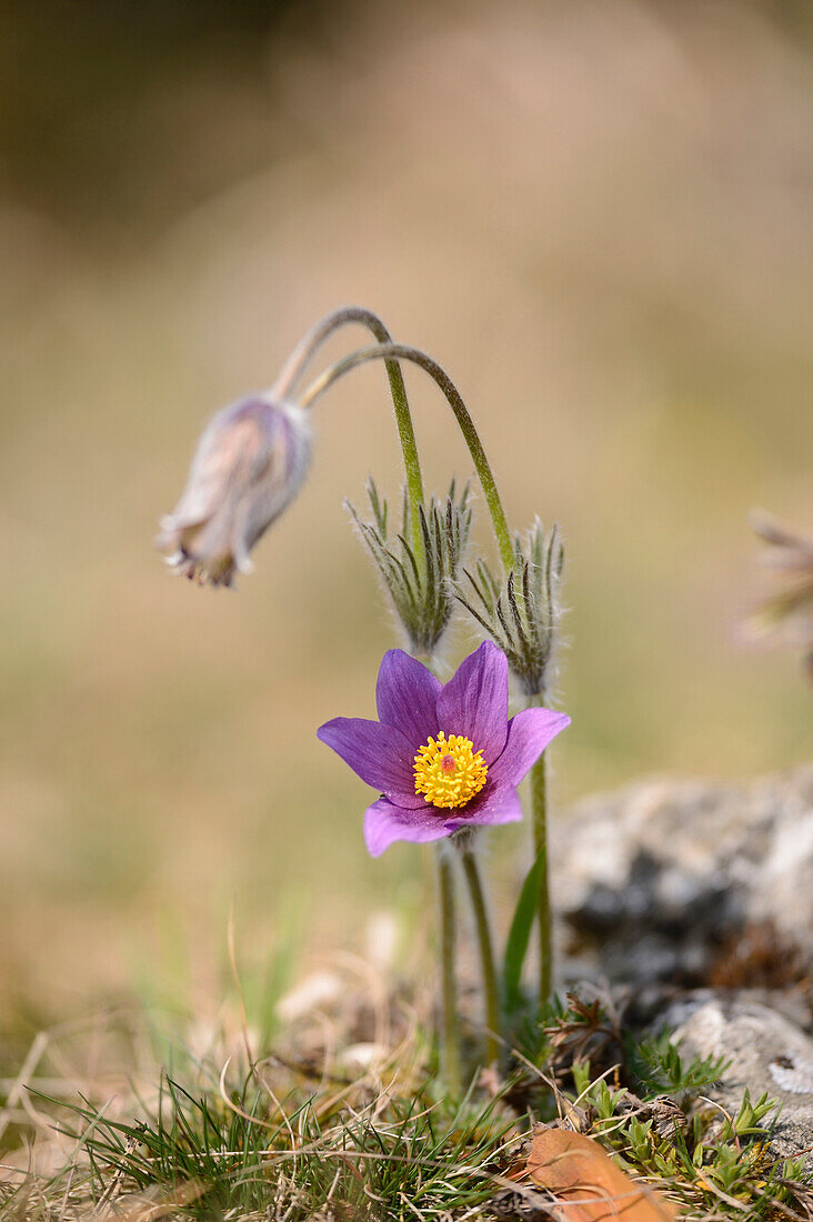 Nahaufnahme einer blühenden Wiesen-Küchenschelle (Pulsatilla vulgaris) auf einer Wiese im Frühling, Bayern, Deutschland