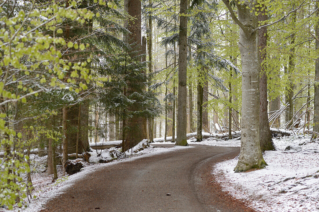 Lanscape of Road through Forest in Spring, Bavarian Forest National Park, Bavaria, Germany