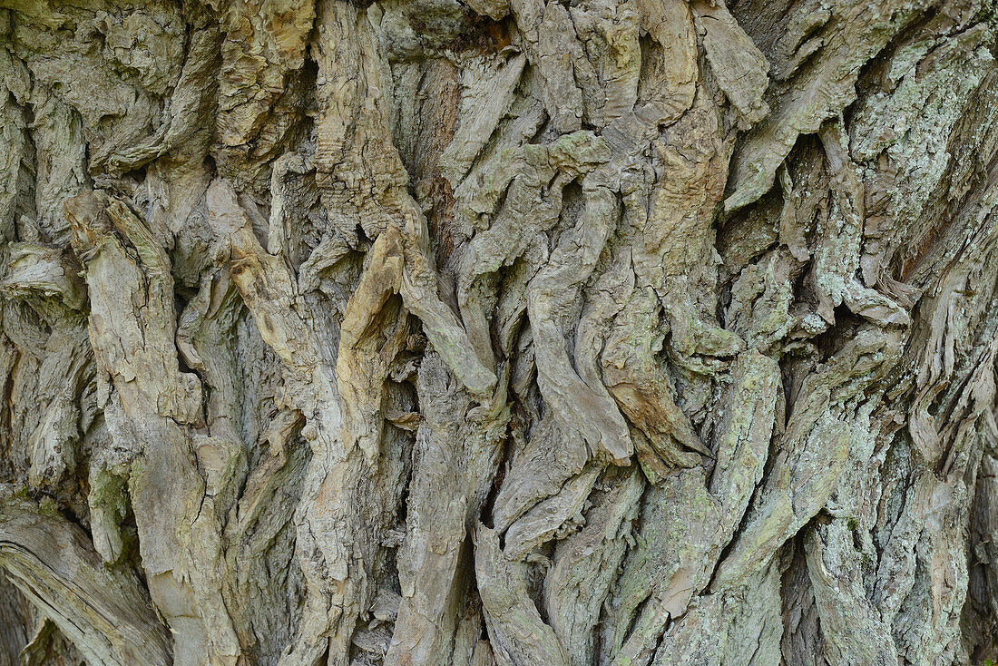 Nahaufnahme von Rissiger Weide (Salix fragilis) Rinde eines alten Baumes im Frühling, Bayern, Deutschland