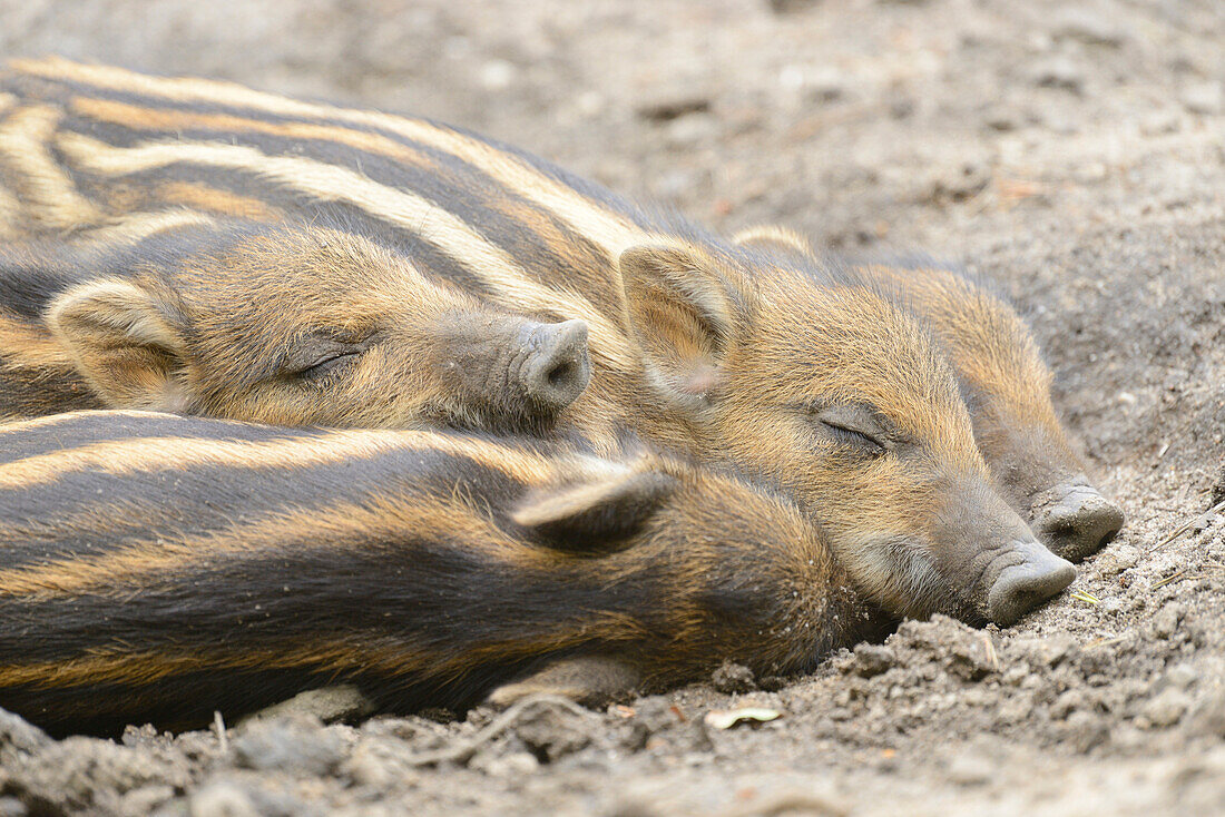 Nahaufnahme von Wildschwein (Sus scrofa) Ferkel im Wald im Frühsommer, Wildpark Alter Fasan, Hessen, Deutschland