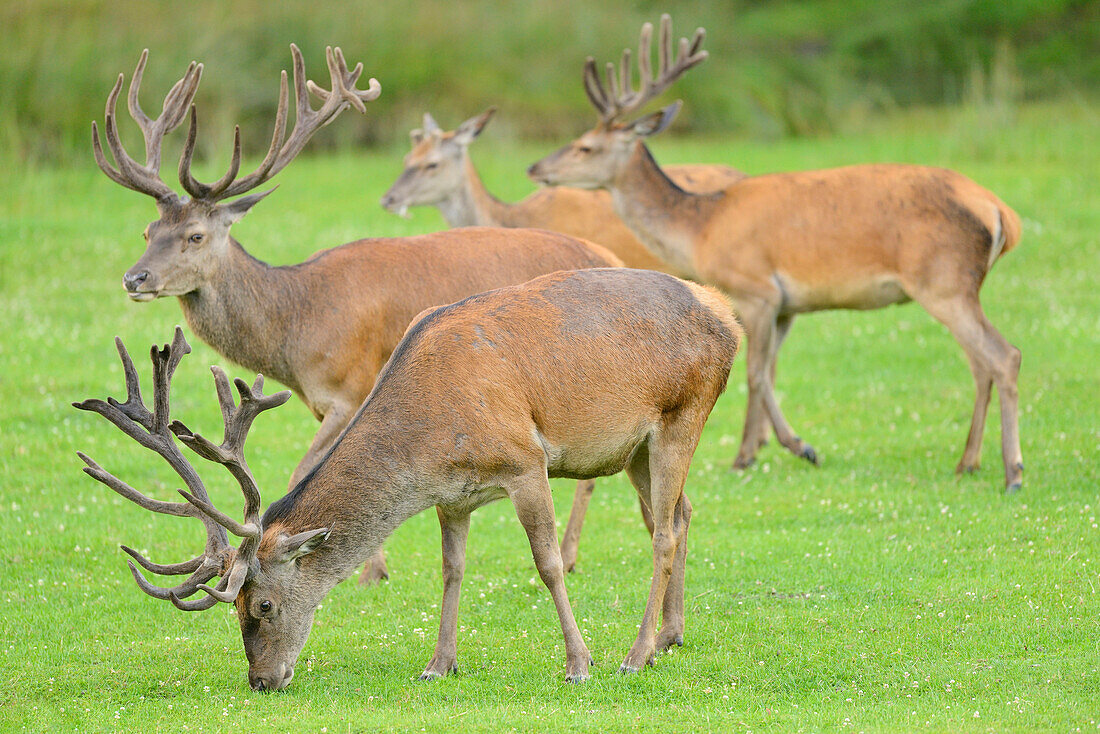 Close-up of a red deer (Cervus elaphus) male on a meadow in early summer, Wildlife Park Old Pheasant, Hesse, Germany