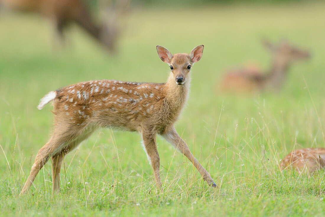 Close-up of a sika deer (Cervus nippon) youngster on a meadow in early summer, Wildlife Park Old Pheasant, Hesse, Germany