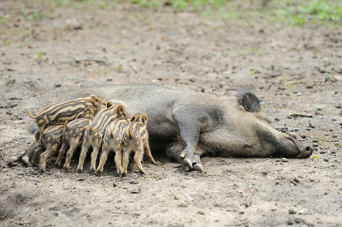 Nahaufnahme von Wildschwein oder Wildschwein (Sus scrofa) Ferkel mit ihrer Mutter in einem Wald im Frühsommer, Wildpark Alter Fasan, Hessen, Deutschland