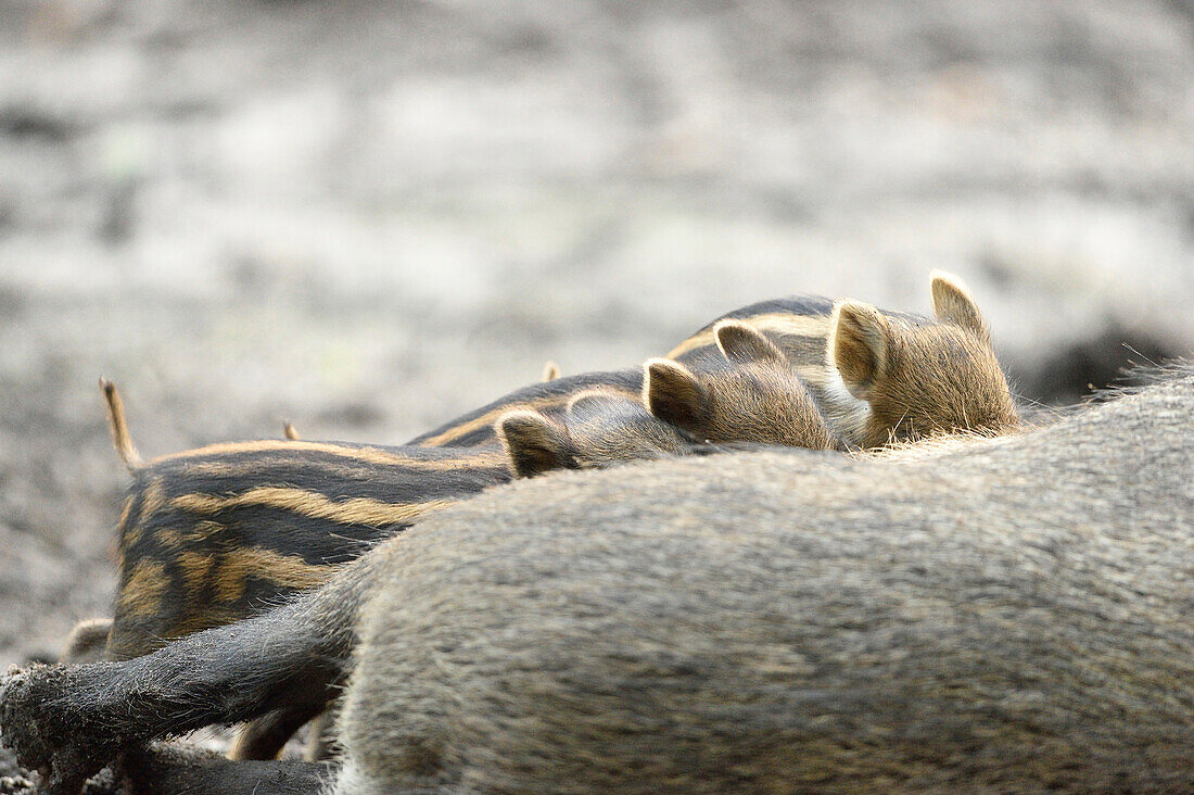 Close-up of Wild boar or wild pig (Sus scrofa) piglets with their mother in a forest in early summer, Wildpark Alte Fasanerie Hanau, Hesse, Germany