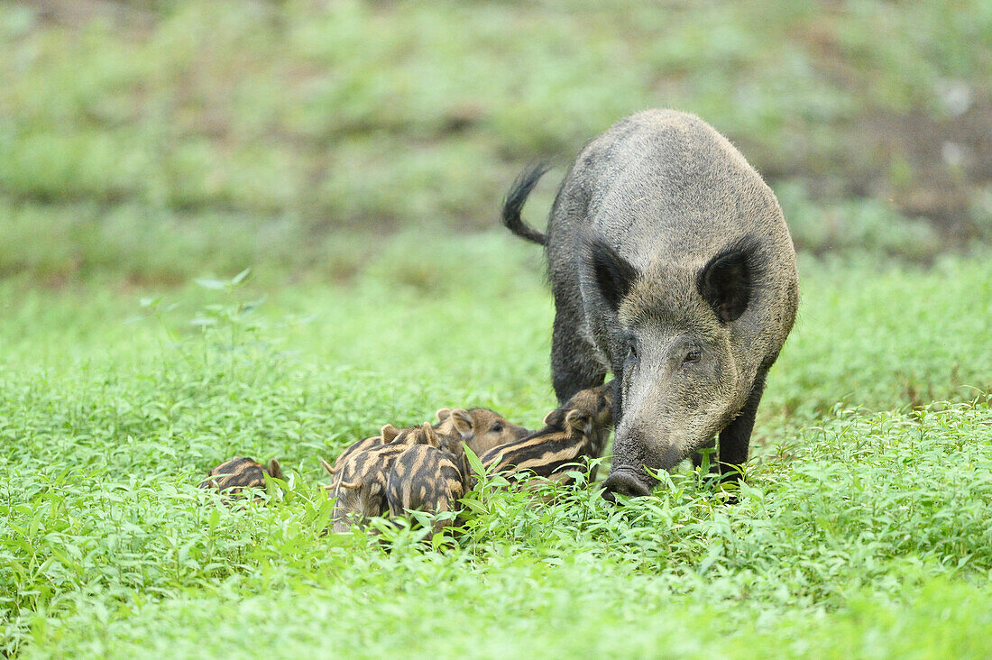 Nahaufnahme einer Wildschweinmutter mit ihren Ferkeln in einem Sumpfgebiet im Frühsommer, Wildpark Alte Fasanerie Hanau, Hessen, Deutschland