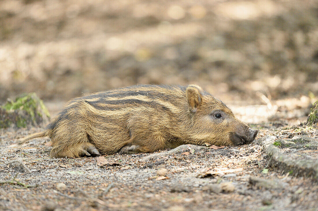 Nahaufnahme eines Wildschweins oder Wildschweinferkels (Sus scrofa) im Wald im Frühsommer, Wildpark Alte Fasanerie Hanau, Hessen, Deutschland