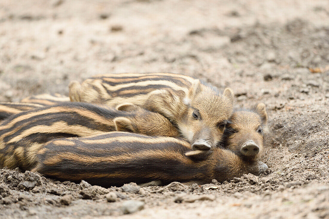 Close-up of Wild boar or wild pig (Sus scrofa) piglets in a forest in early summer, Wildpark Alte Fasanerie Hanau, Hesse, Germany