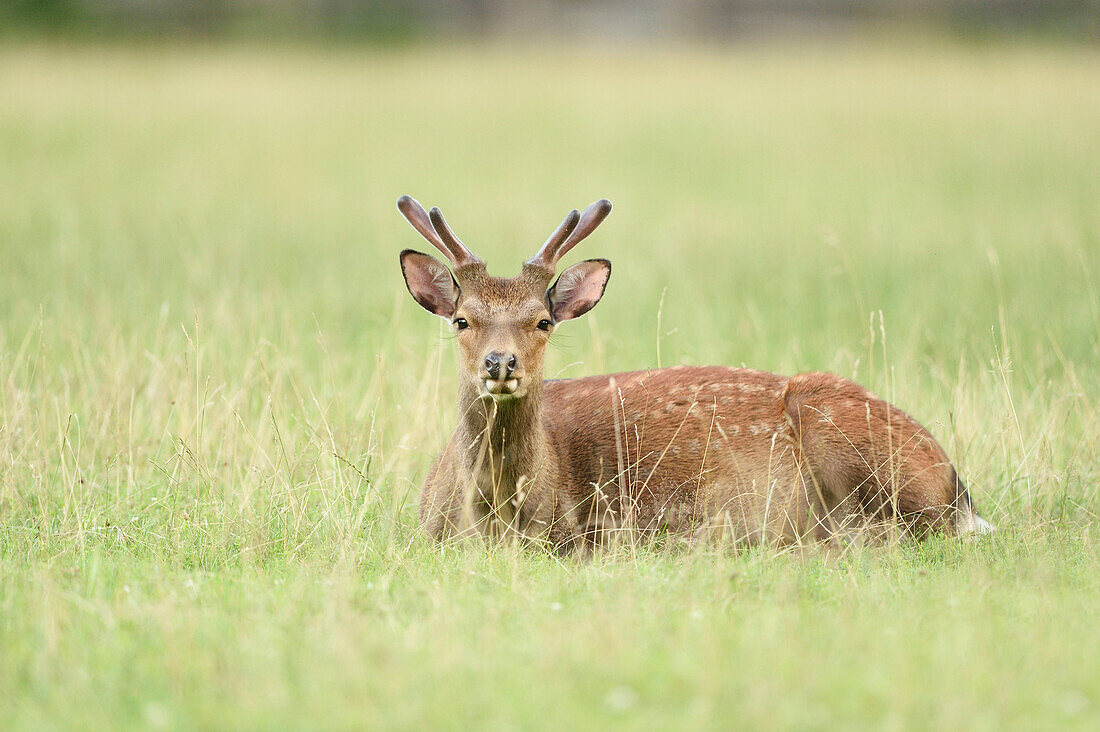 Close-up of sika deer (Cervus nippon) on a meadow in early summer, Wildpark Alte Fasanerie Hanau, Hesse, Germany