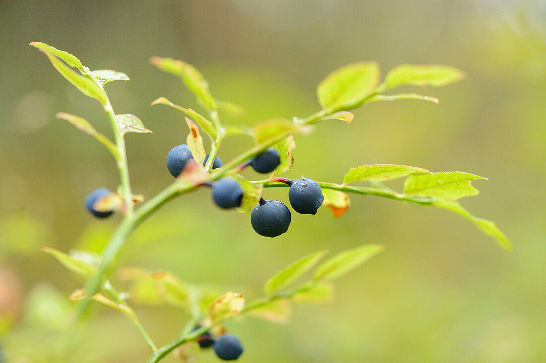 Nahaufnahme von Heidelbeere (Vaccinium myrtillus) Früchte im Wald an einem regnerischen Tag im Frühling, Bayern, Deutschland