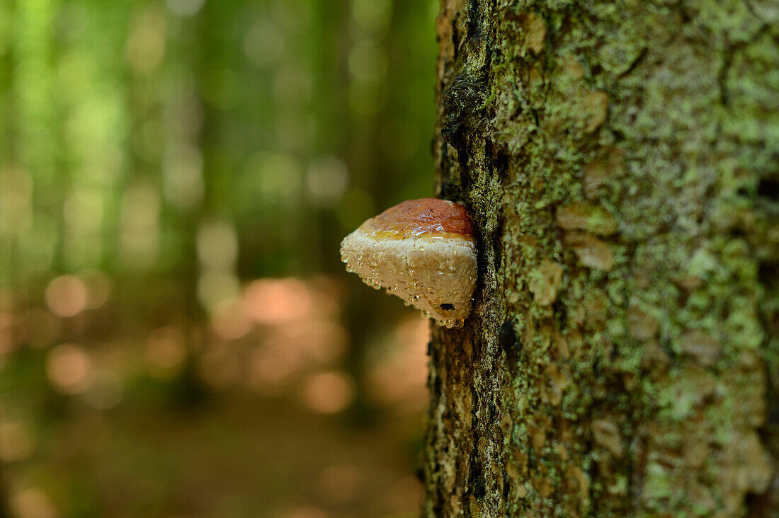 Close-up of Red Banded Polypore (Fomitopsis pinicola) on Norway Spruce (Picea abies) Tree Trunk in Early Summer, Bavarian Forest, Bavaria, Germany