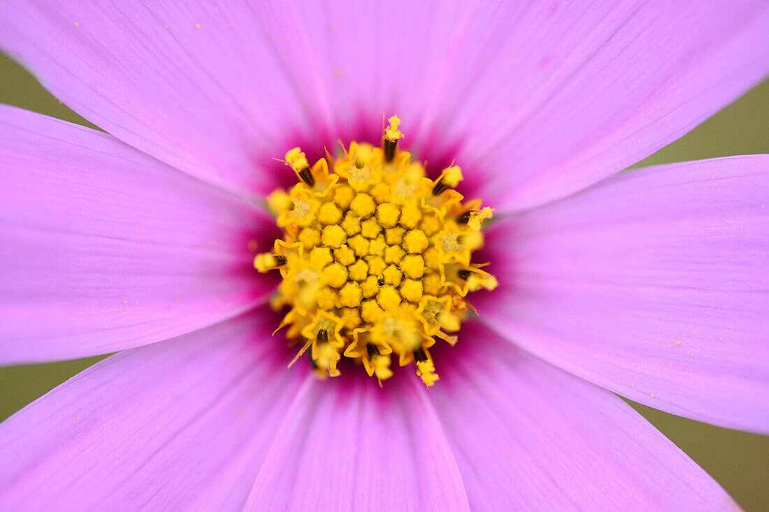 Close-up of a Garden cosmos or Mexican aster (Cosmos bipinnatus) in summer, Upper Palatinate, Bavaria, Germany