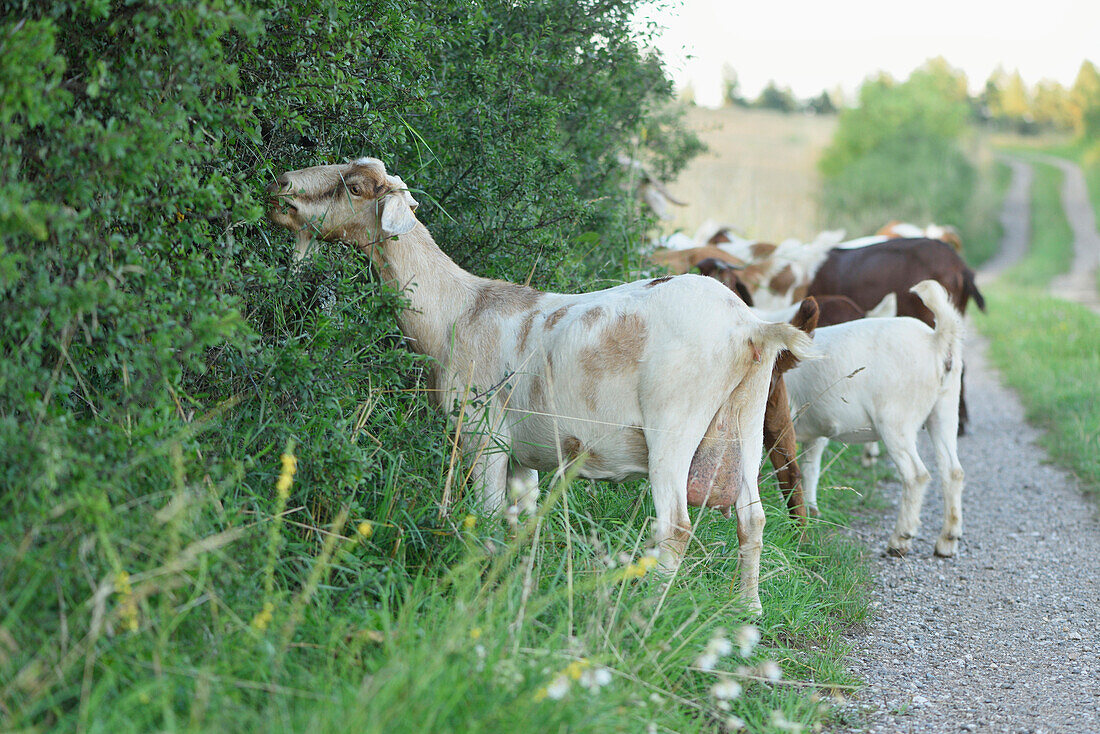 Gruppe von Burenziegen im Freien im Sommer, Oberpfalz, Bayern, Deutschland