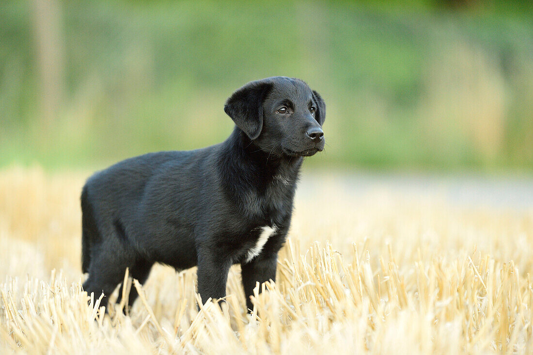 Schwarzer Labrador Retriever-Mischling steht im Sommer auf einem Feld, Oberpfalz, Bayern, Deutschland
