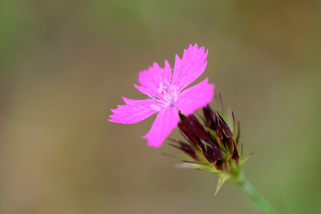 Close-up of a Carthusian Pink (Dianthus carthusianorum) in summer, Upper Palatinate, Bavaria, Germany