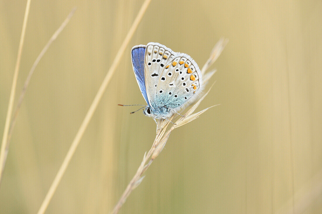 Close-up of a Common Blue butterfly (Polyommatus icarus) sitting on weed in summer, Upper Palatinate, Bavaria, Germany