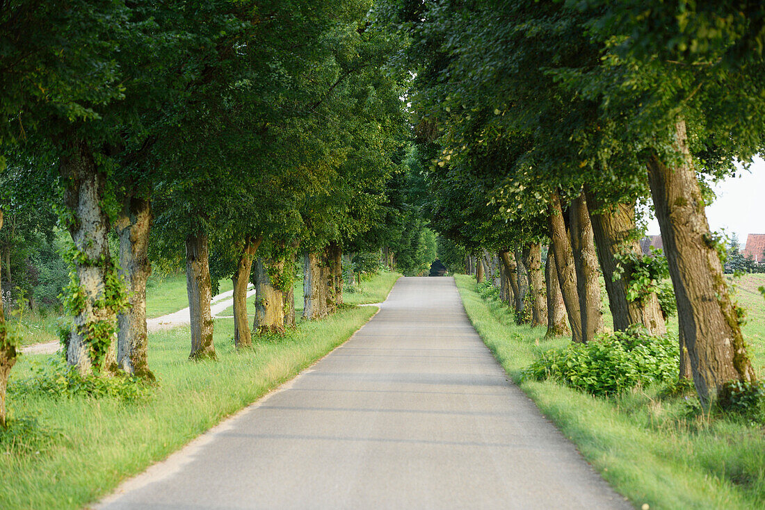 Landschaftliche Aufnahme einer baumbestandenen Straße im Sommer, Franken, Bayern, Deutschland