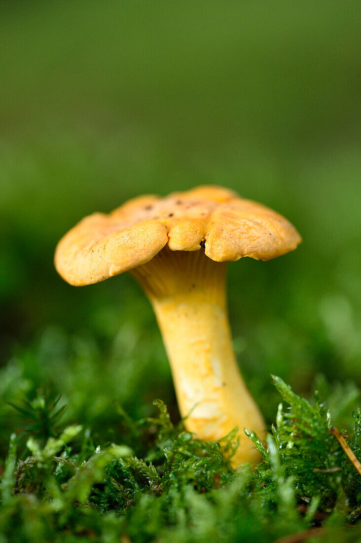 Goldener Pfifferling (Cantharellus cibarius) wächst aus dem Moos im Herbst, Oberpfalz, Bayern, Deutschland