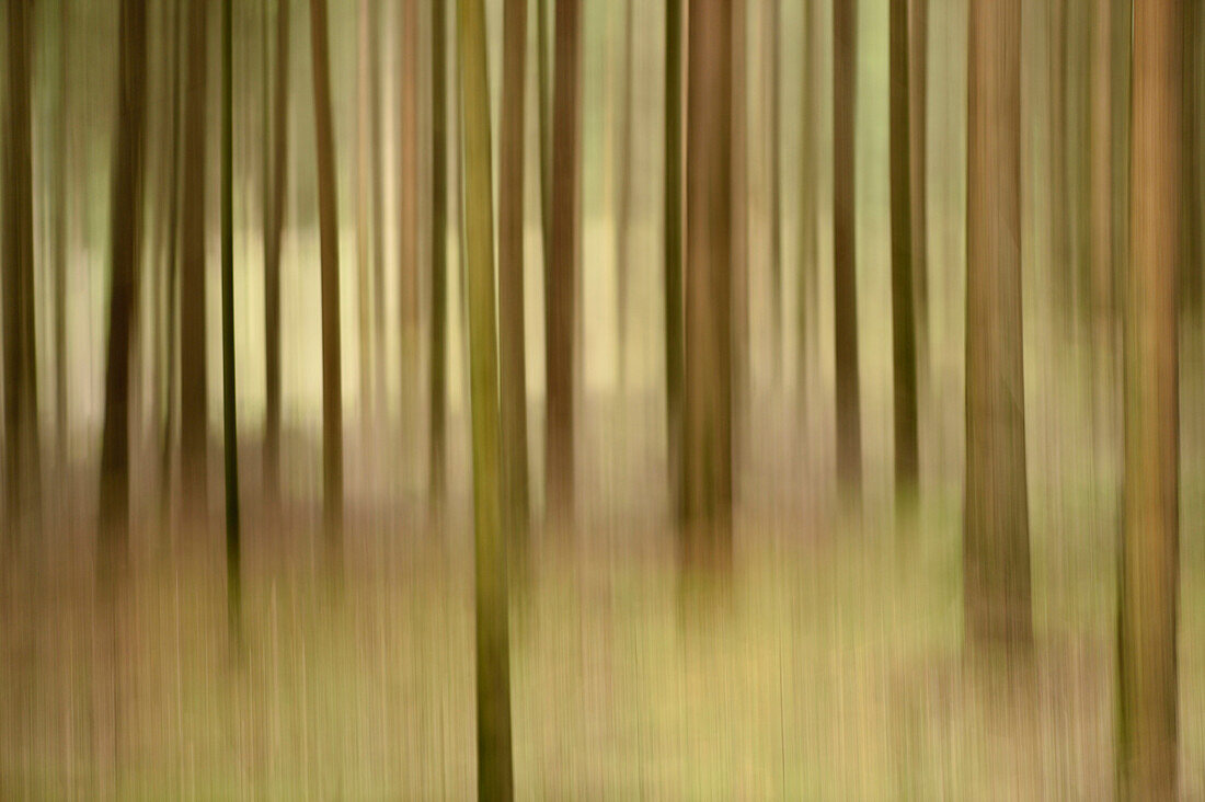 Abstrakte Szene eines Fichtenwaldes (Picea abies) im Sommer, Oberpfalz, Bayern, Deutschland