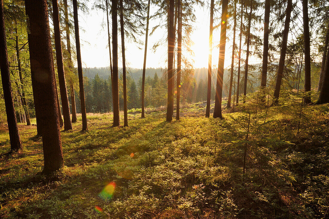 Landscape with Sunrise in Norway Spruce (Picea abies) Forest in Early Summer, Bavaria, Germany