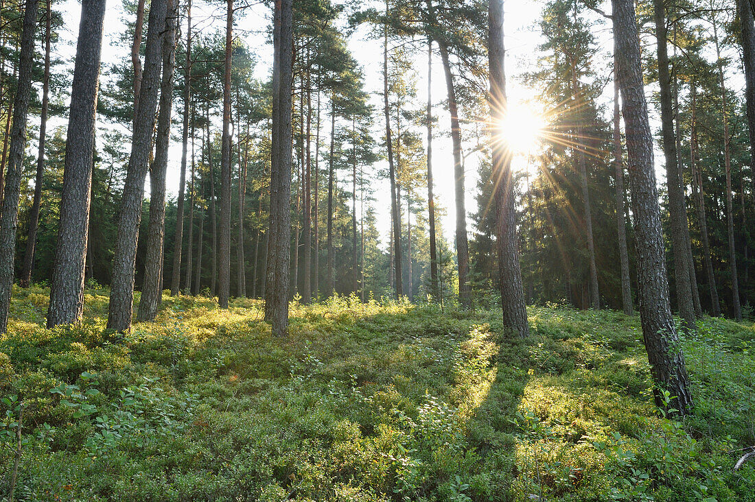 Landscape with Sunrise in Scots Pine (Pinus sylvestris L.) Forest in Early Summer, Bavaria, Germany