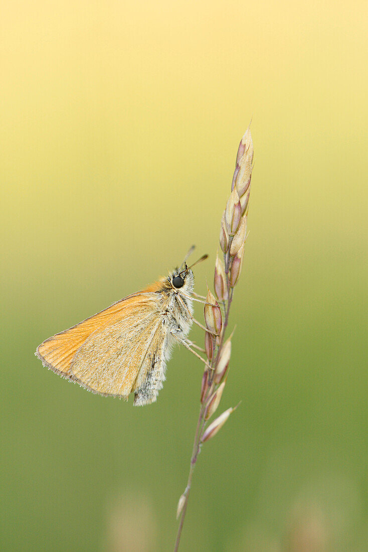 Nahaufnahme von Kleiner Skipper (Thymelicus sylvestris) Schmetterling auf Grashalm in Wiese im Frühsommer, Bayern, Deutschland
