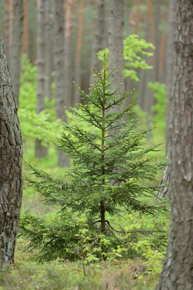 Fichte (Picea abies) im Kiefernwald (Pinus sylvestris) im Frühling, Oberpfalz, Bayern, Deutschland