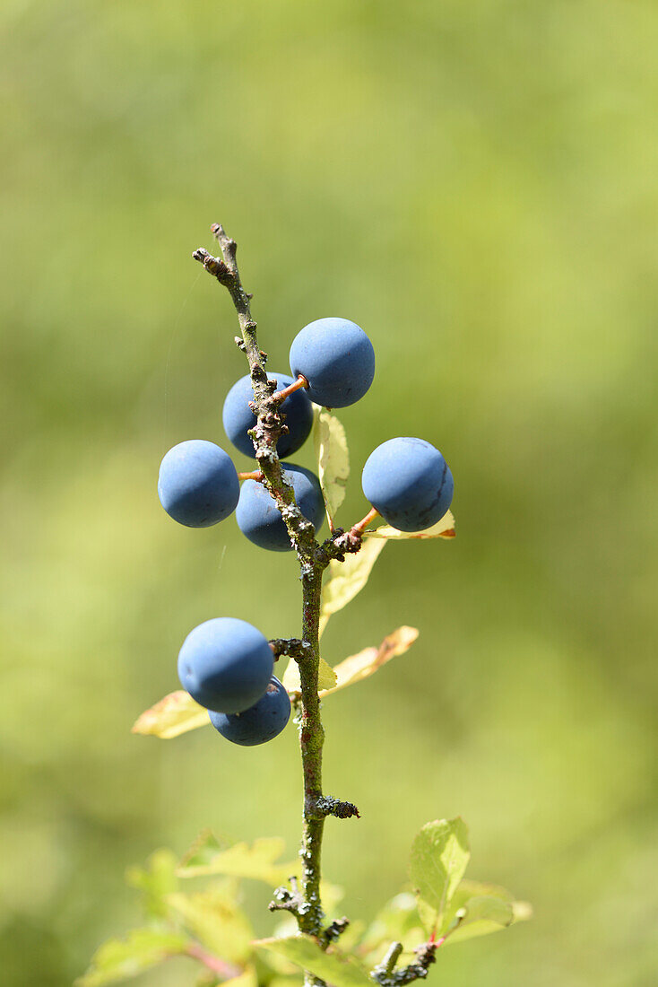 Nahaufnahme von Schlehenfrüchten (Prunus spinosa) im Wald im Sommer, Oberpfalz, Bayern, Deutschland