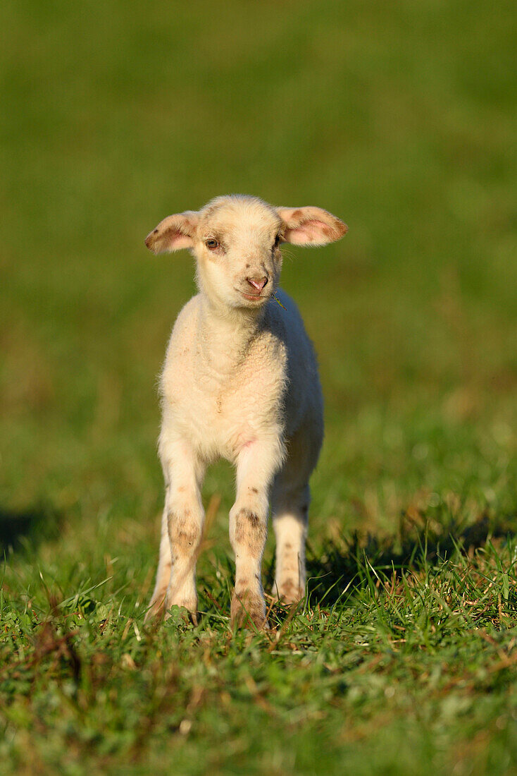 Portrait of Lamb (Ovis orientalis aries) on Meadow in Spring, Bavaria, Germany