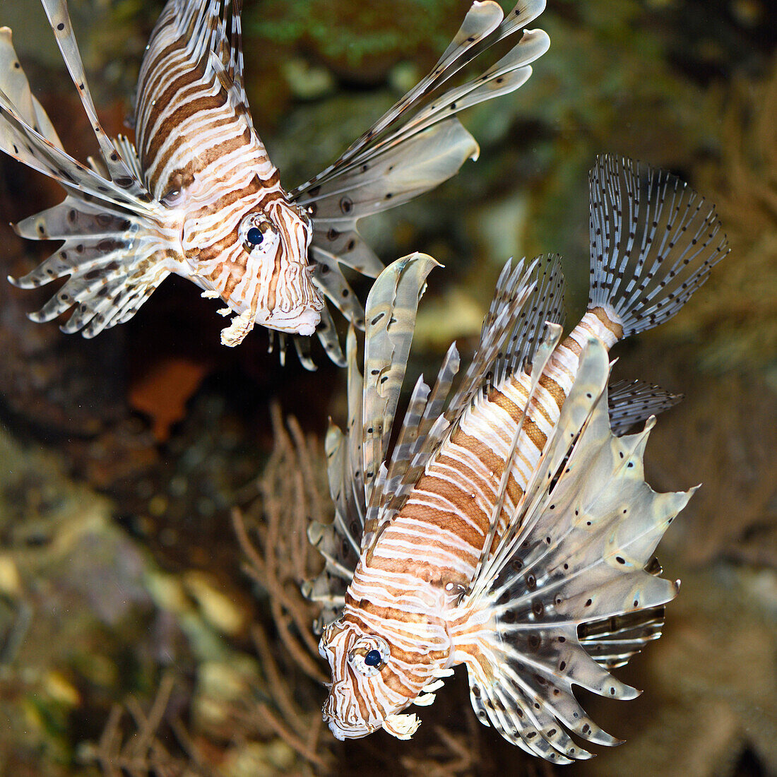 Close-up of two red lionfish (Pterois volitans) in an aquarium, Germany