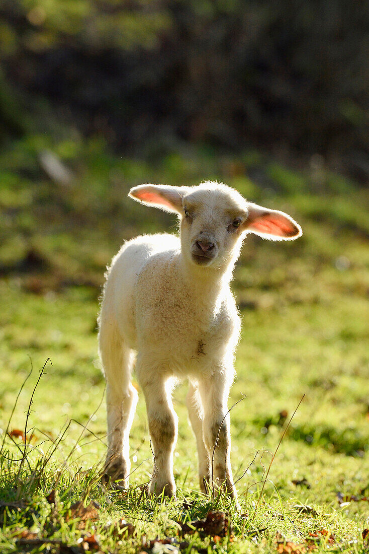 Close-up of a house-sheep (Ovis orientalis aries) lamb on a meadow in spring, Bavaria, Germany