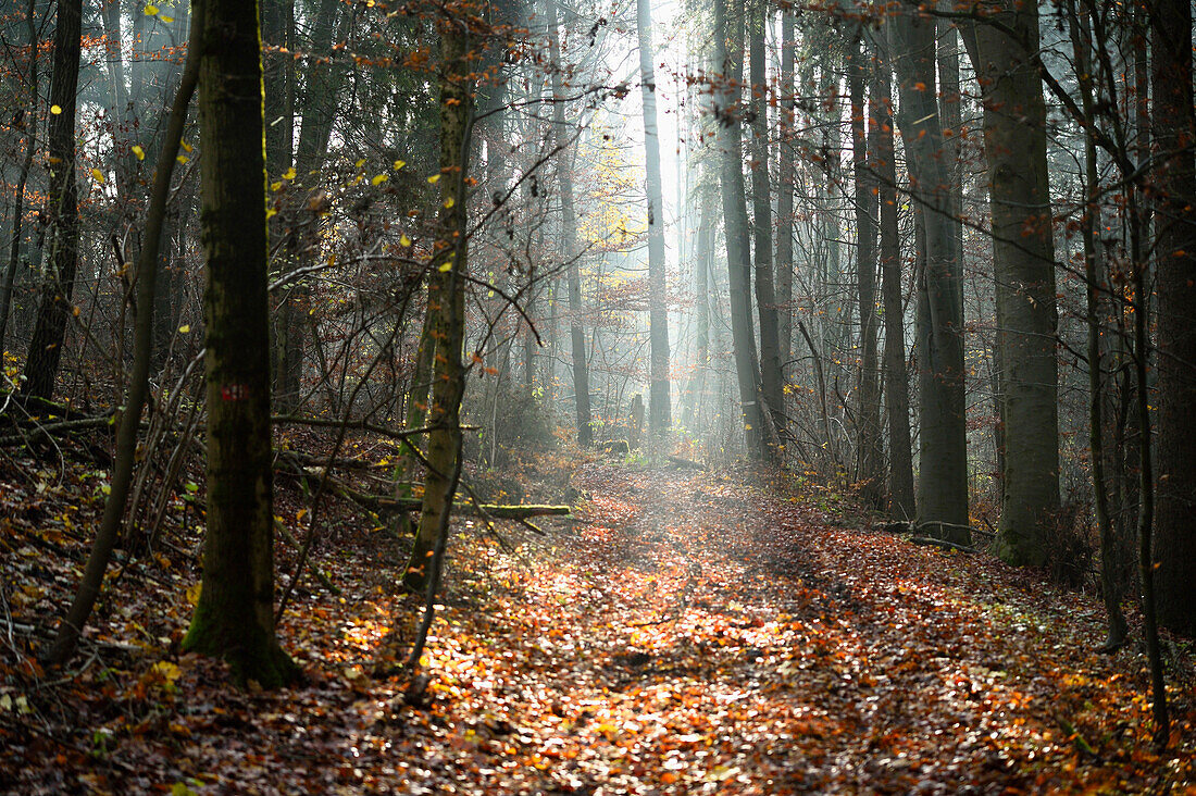 Mischwaldlandschaft im Herbst an einem sonnigen Tag, Oberpfalz, Bayern, Deutschland