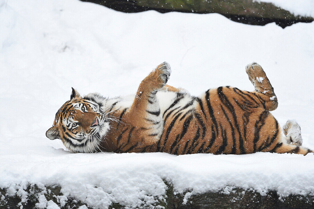 Porträt des Sibirischen Tigers (Panthera tigris altaica) im Winter, Deutschland
