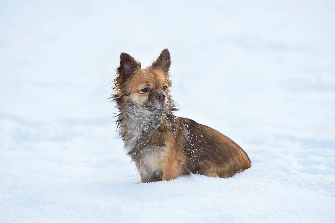 Porträt eines Chihuahuas im Schnee im Winter, Deutschland
