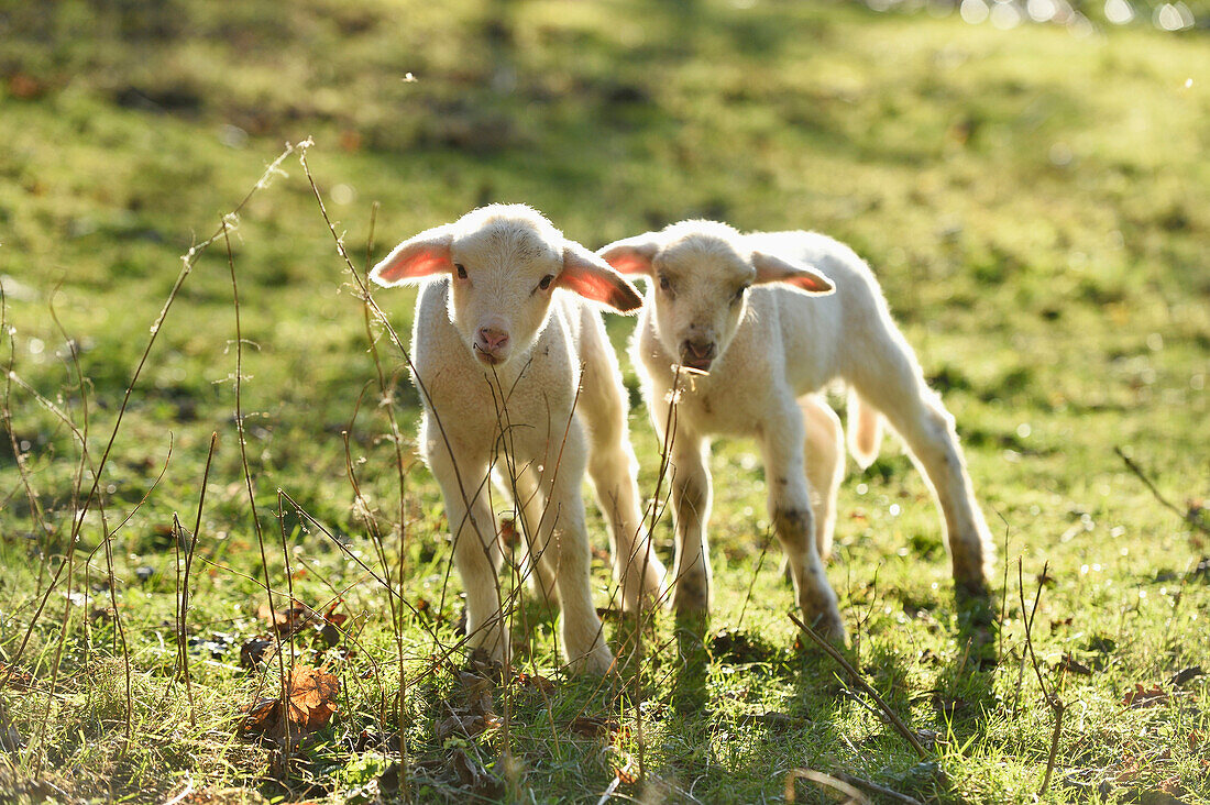 Portrait of Two Lambs (Ovis orientalis aries) on Meadow in Spring, Upper Palatinate, Bavaria, Germany