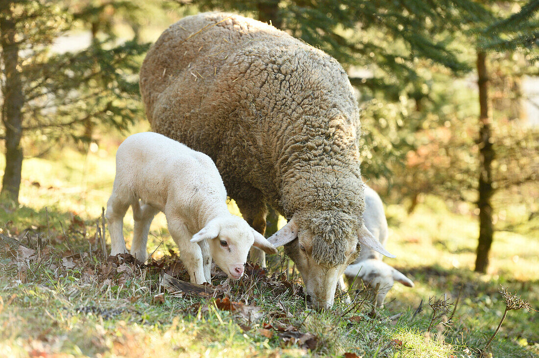 Portrait eines Schafes (Ovis orientalis aries) mit Lämmern auf einer Wiese im Frühling, Oberpfalz, Bayern, Deutschland