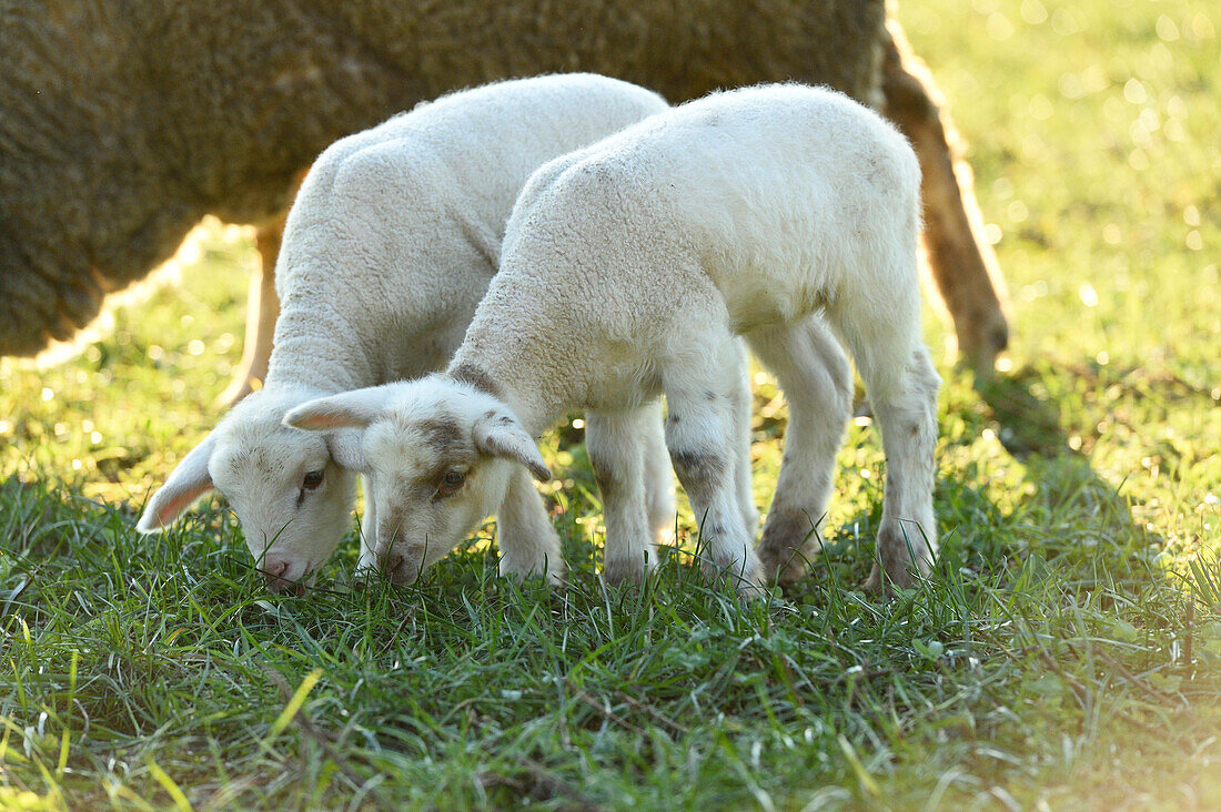 Portrait von Lämmern (Ovis orientalis aries) auf Wiese im Frühling, Oberpfalz, Bayern, Deutschland