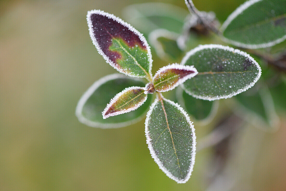 Nahaufnahme von Liguster (Ligustrum vulgare) Blättern im Winter, Oberpfalz, Bayern, Deutschland