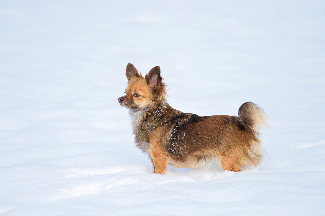 Porträt eines Chihuahuas im Schnee im Winter, Deutschland