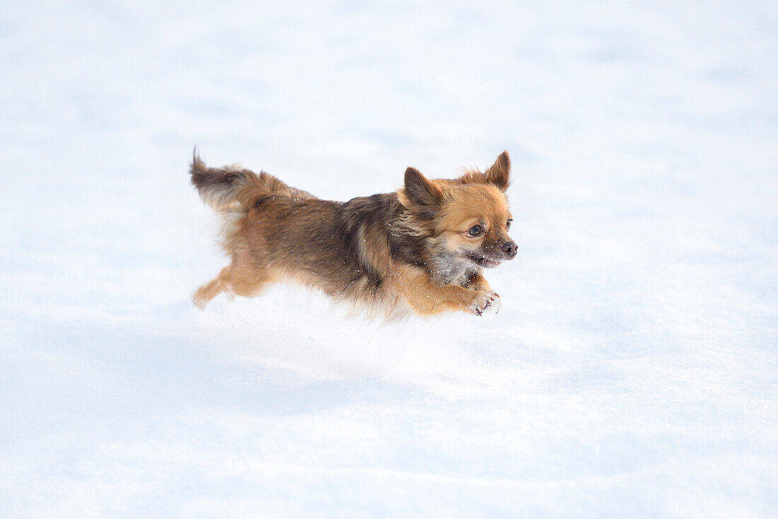 Porträt von Chihuahua im Schnee im Winter, Deutschland