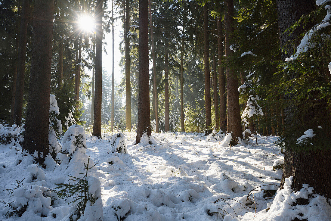 Fichtenwald (Picea abies) an einem sonnigen Tag im Winter, Oberpfalz, Bayern, Deutschland