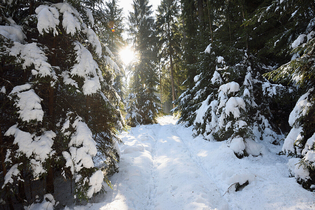 Weg im Fichtenwald (Picea abies) an einem sonnigen Tag im Winter, Oberpfalz, Bayern, Deutschland