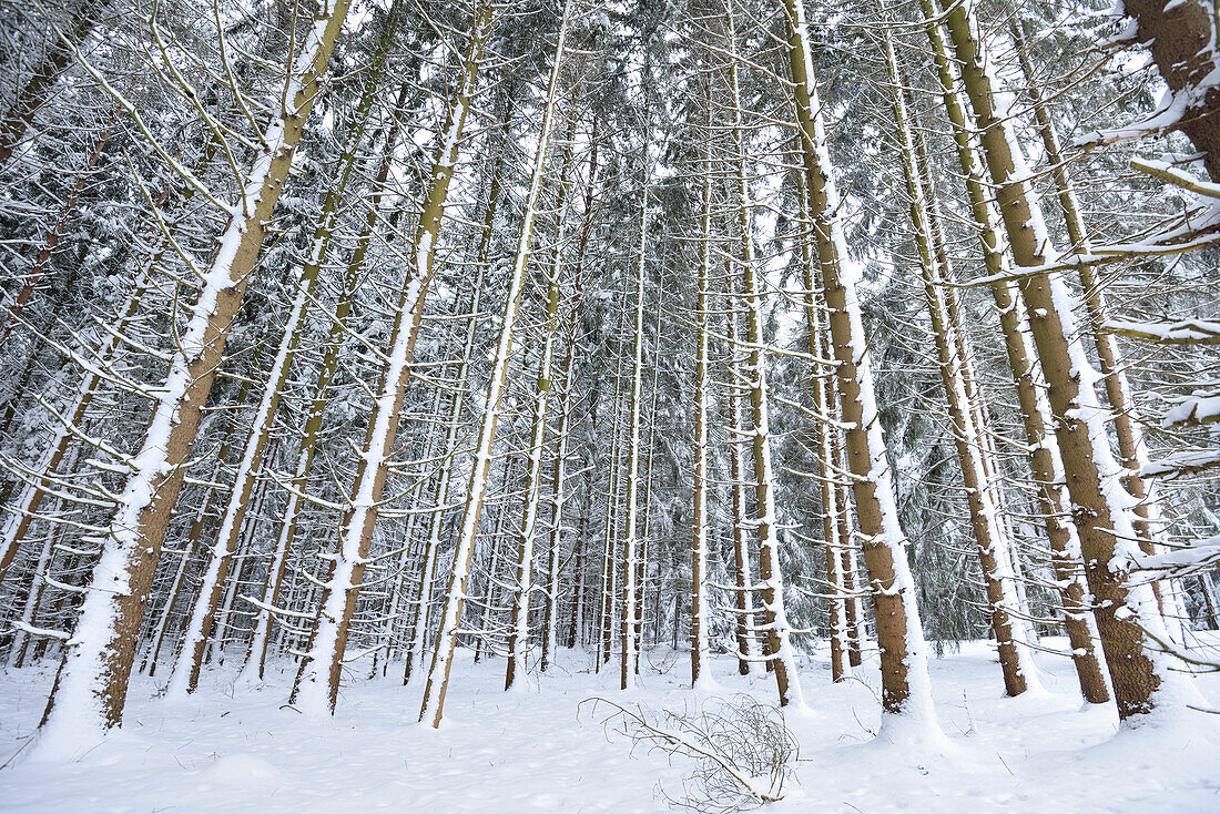 Landscape of Snowy Norway Spruce (Picea abies) Forest in Winter, Upper Palatinate, Bavaria, Germany